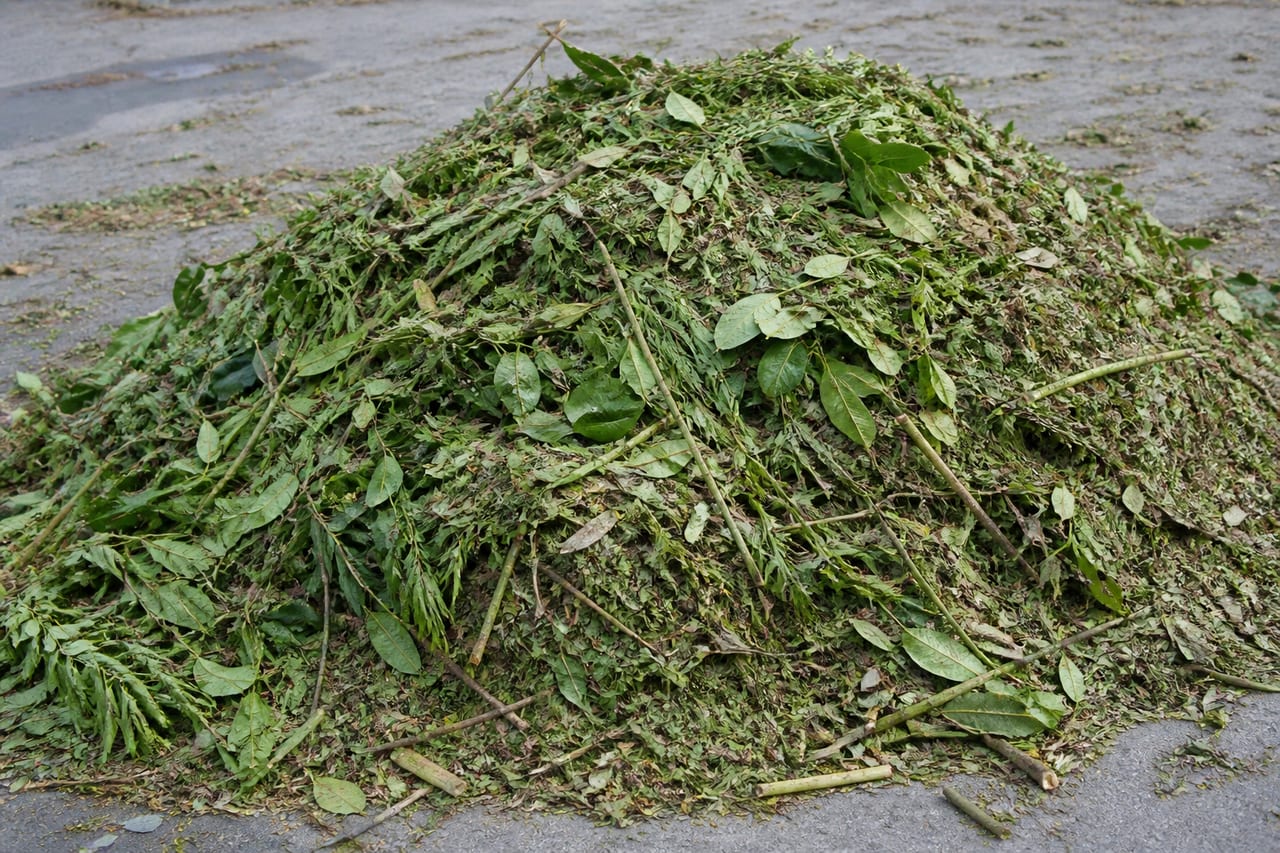 Leafy branches, hedge trimmings and green waste